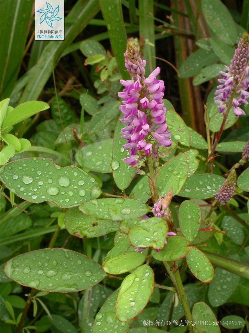 Thóc lép dị quả